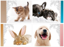 Ditipo Pohlednice AP - MAZLÍČCI, mix motivů / cena 1ks