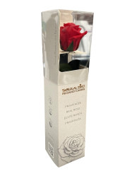 ŽIVÁ RŮŽE na 730 DNŮ mini růže ČERVENÁ