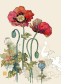 náhled Luxusní přání B015 BUG ART - TWO RED POPPIES