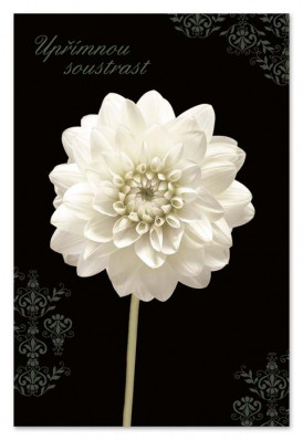 Ditipo Blahopřání GK Kondolence UPŘÍMNOU SOUSTRAST, bílý květ