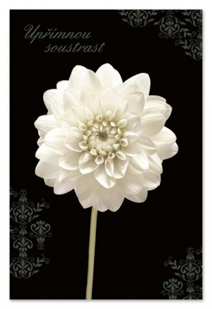 detail Ditipo Blahopřání GK Kondolence UPŘÍMNOU SOUSTRAST, bílý květ