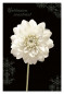 náhled Ditipo Blahopřání GK Kondolence UPŘÍMNOU SOUSTRAST, bílý květ